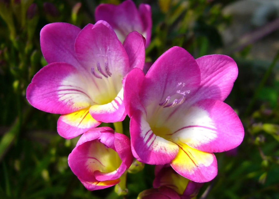 How many years do snapdragons last?