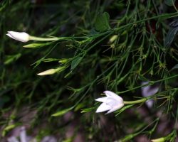 The History and Culture of Jasmine