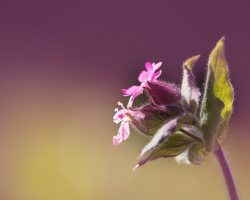 The History and Culture of Carnations